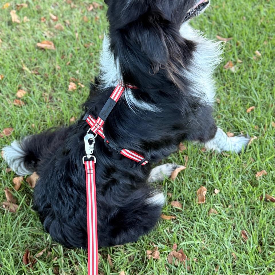 Arneses en H para perros